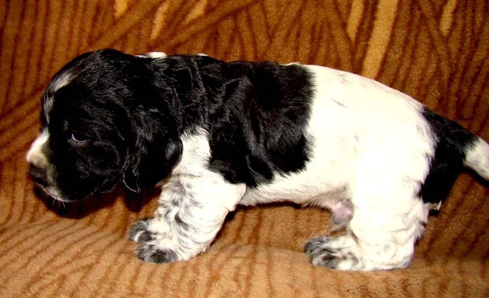 English springer spaniel. spaniel