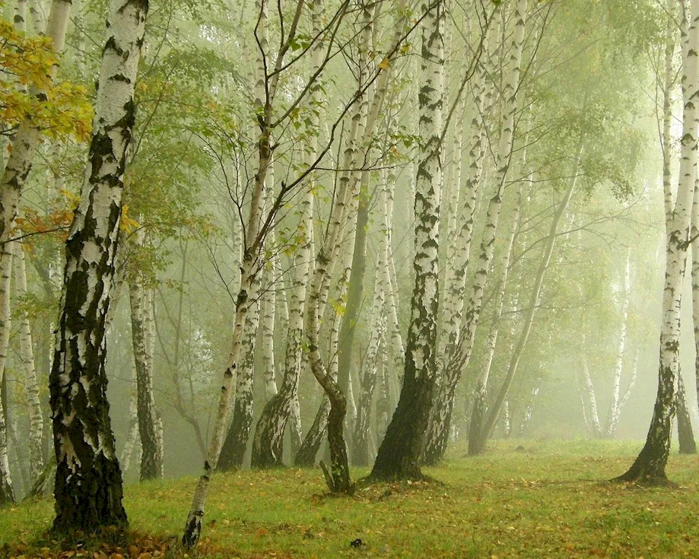 Birch grove Tomsk