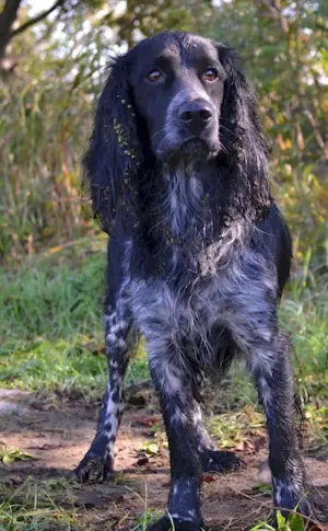 Russian hunting spaniel