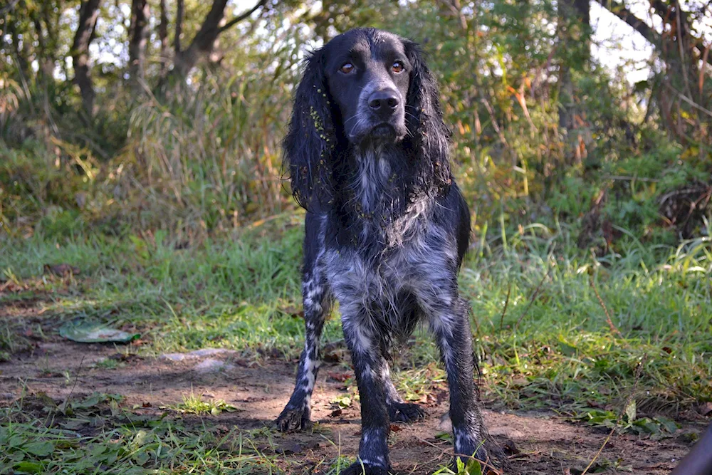 Russian hunting spaniel