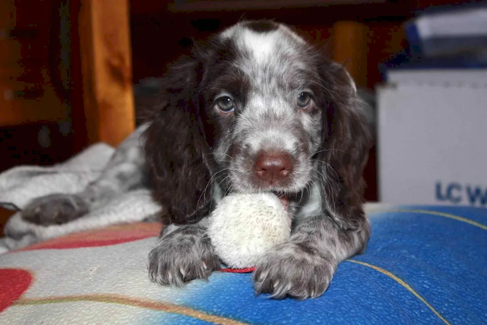 Russian hunting spaniel