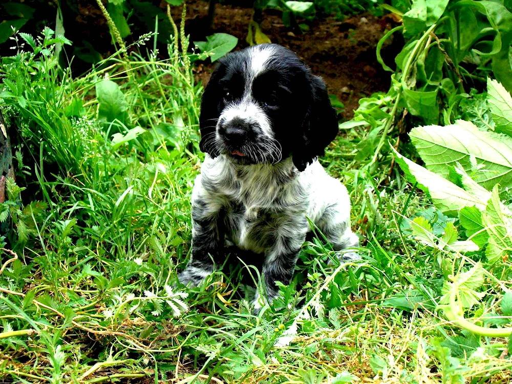 Russian hunting spaniel