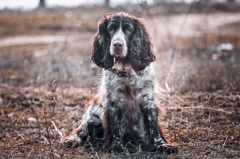 Russian hunting spaniel