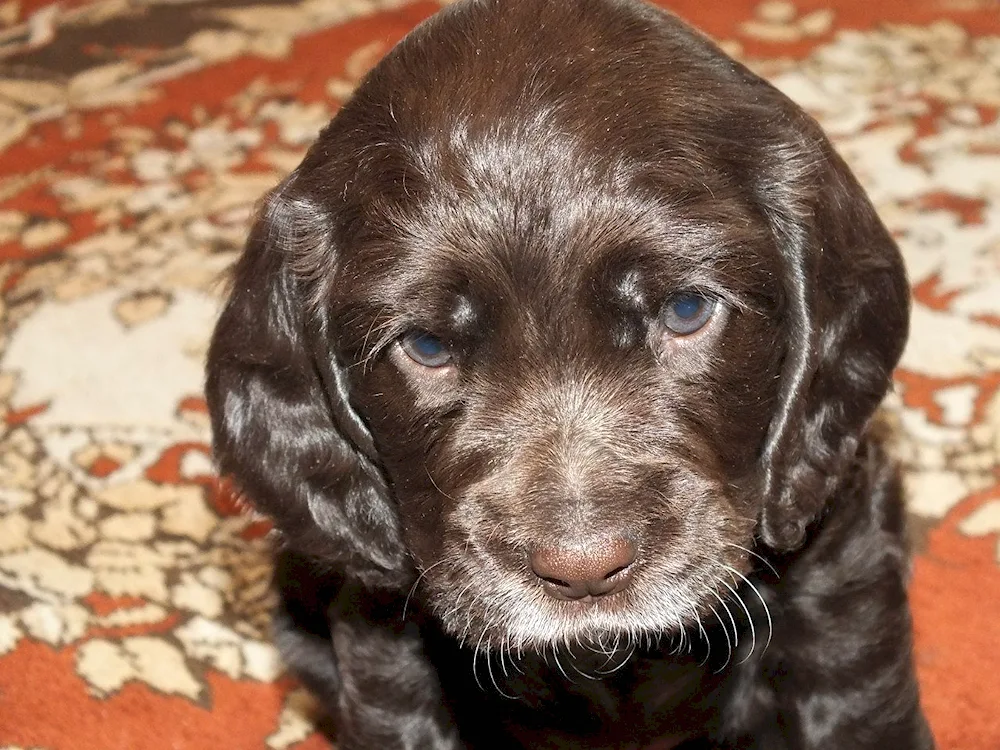 English cocker spaniel black