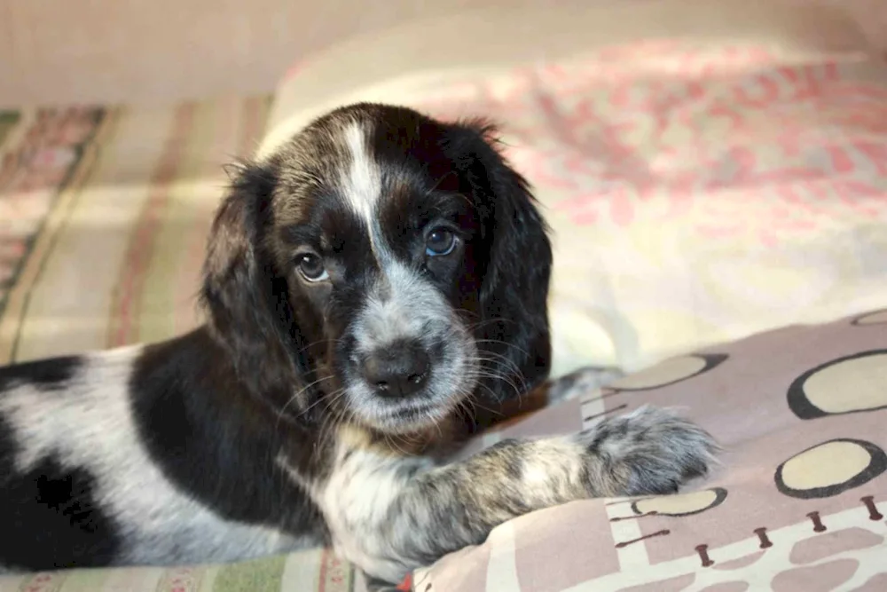 English hunting spaniel