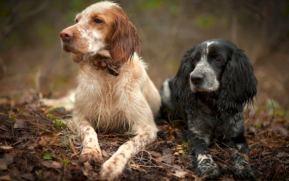 Russian spaniel