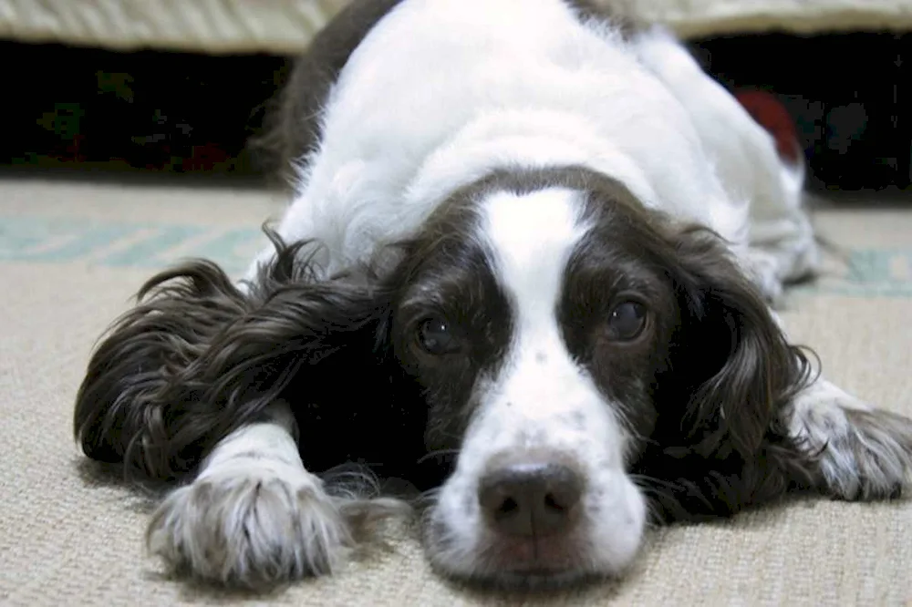 White spaniel