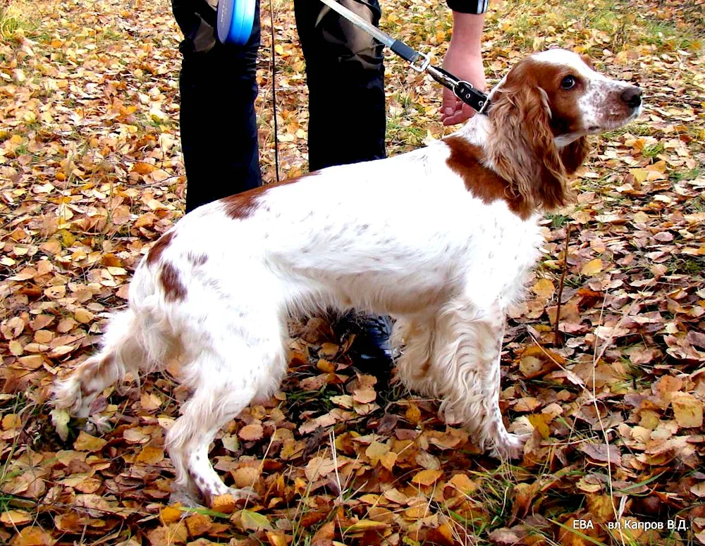 Russian hunting spaniel redheaded Peguy hunting spaniel