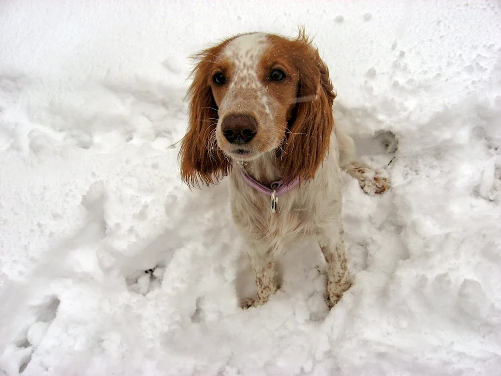 Russian hunting spaniel