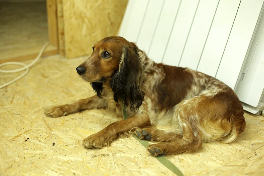 Russian hunting spaniel