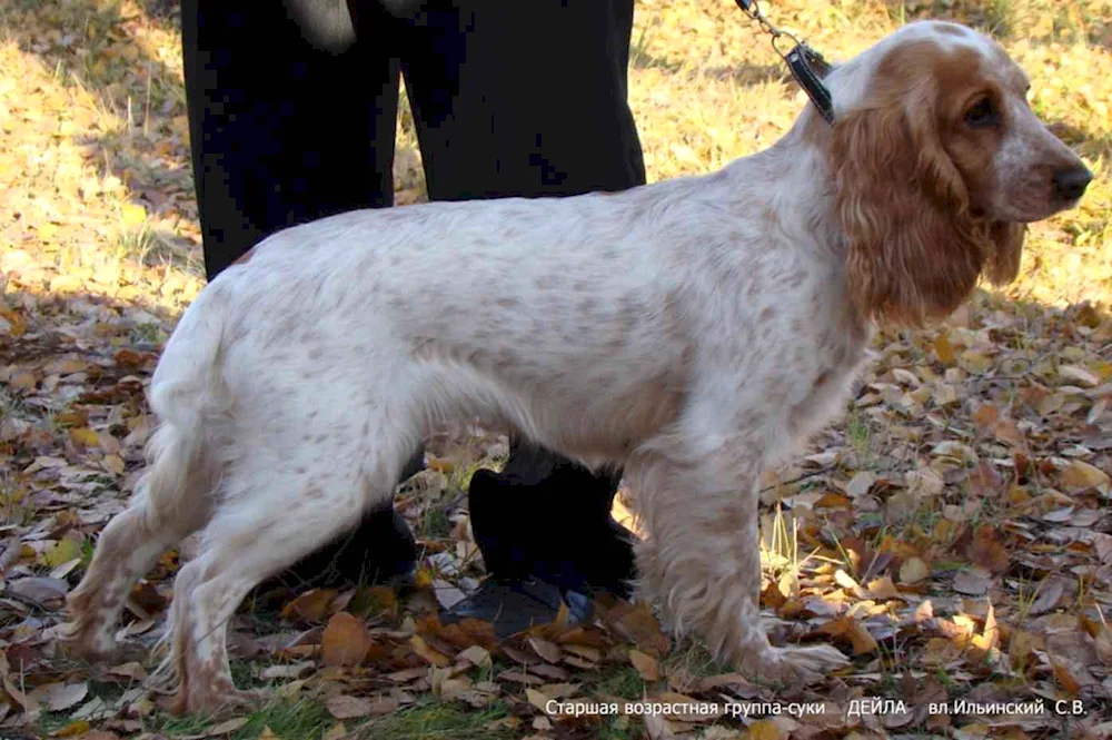 Russian hunting spaniel