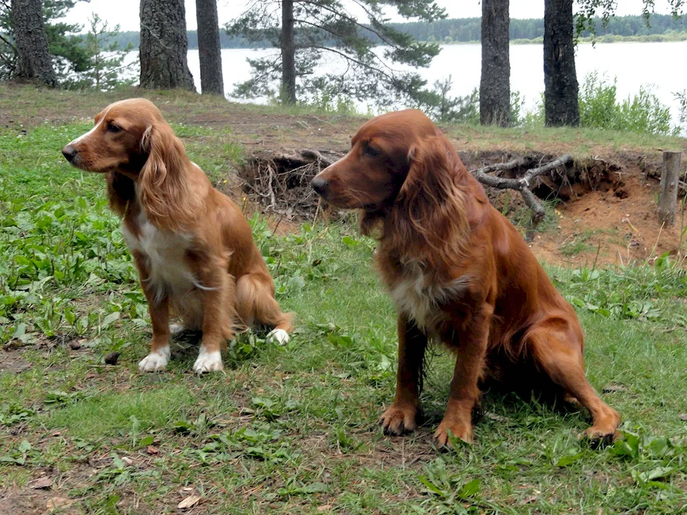 Russian hunting spaniel