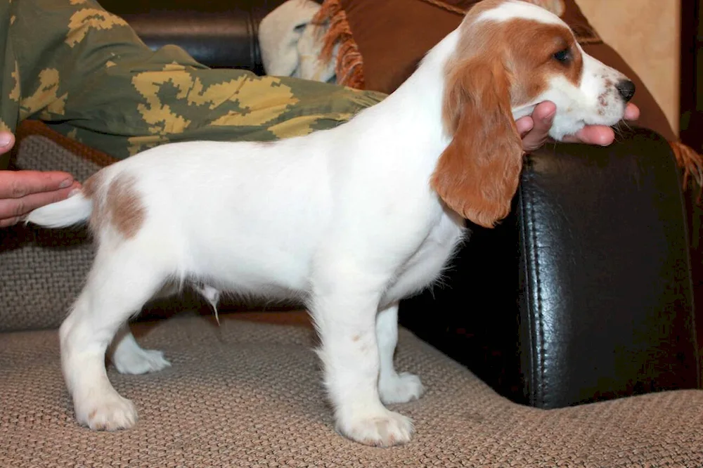 Russian hunting spaniel