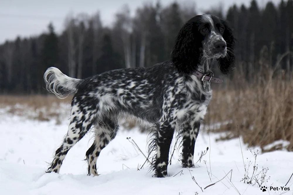 Norwegian Dunker hound