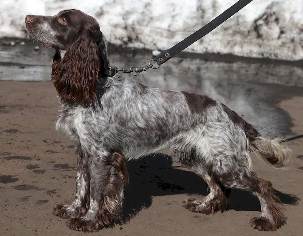 Setter Pointer Kurzhaar