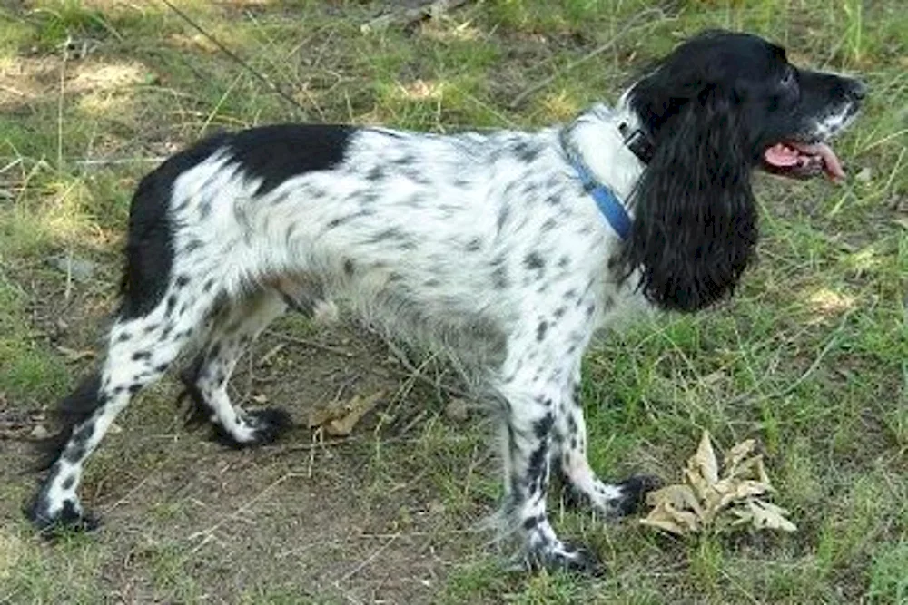 Setter Pointer Kurzhaar