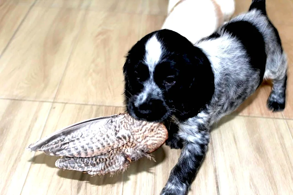 Russian hunting spaniel