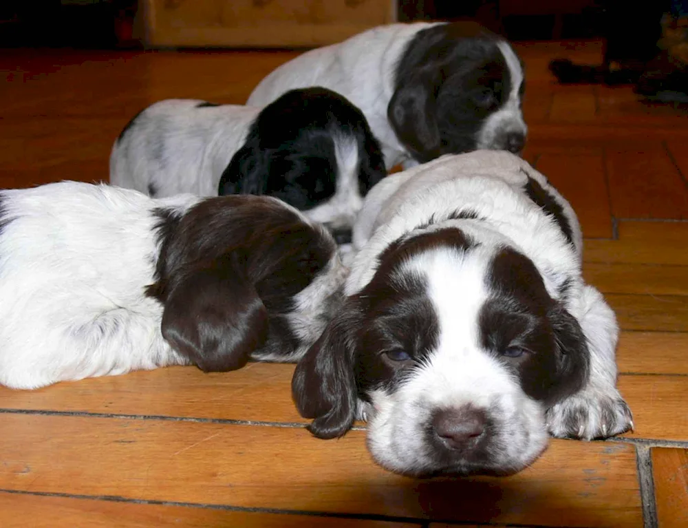 Russian hunting spaniel