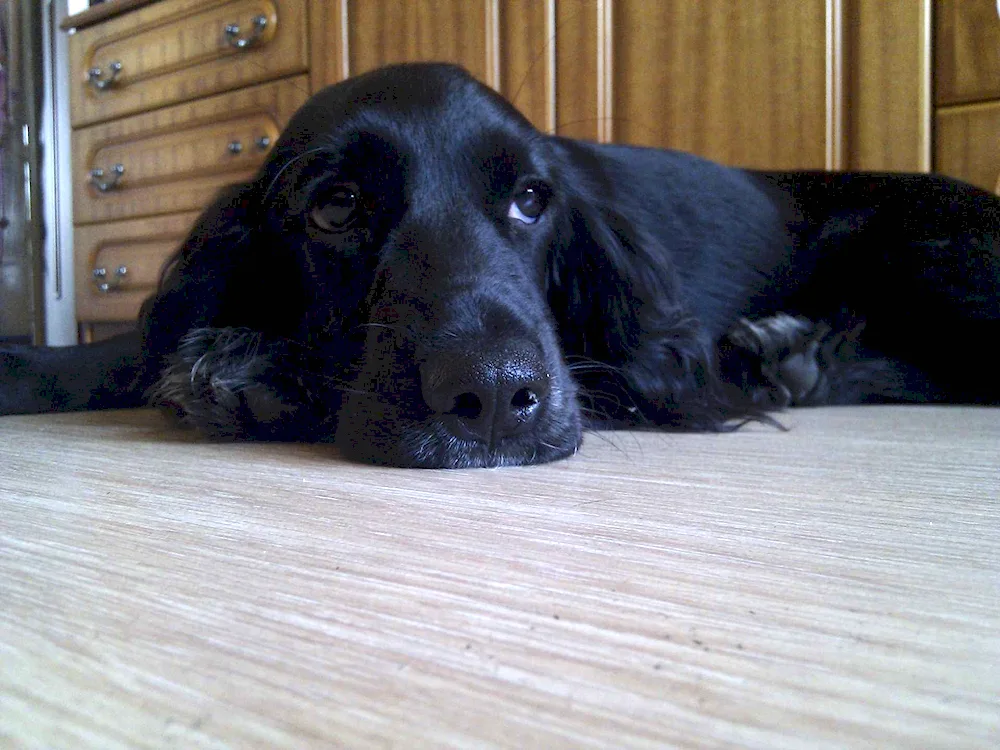 Russian hunting spaniel black