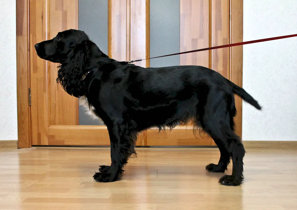 Russian hunting spaniel black smooth-haired