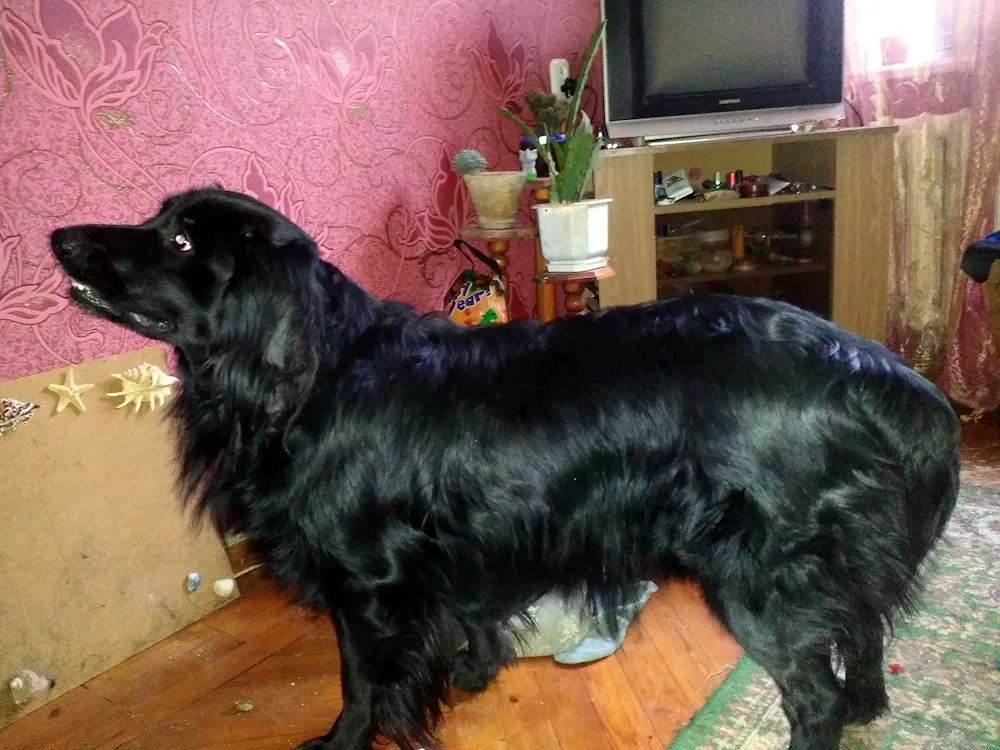 Russian hunting spaniel black métis