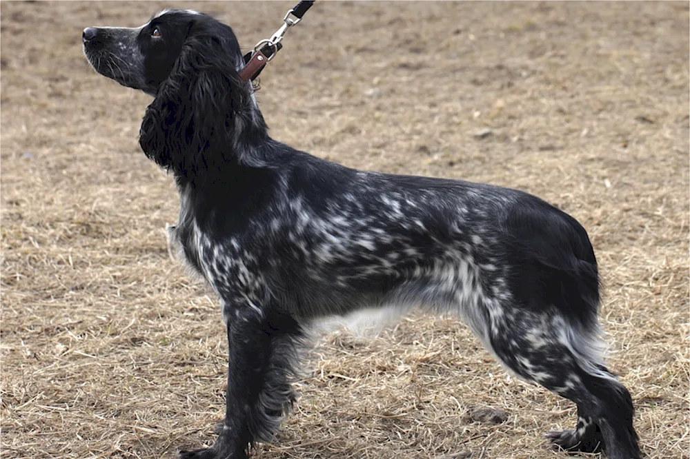 Russian hunting spaniel smoothhair