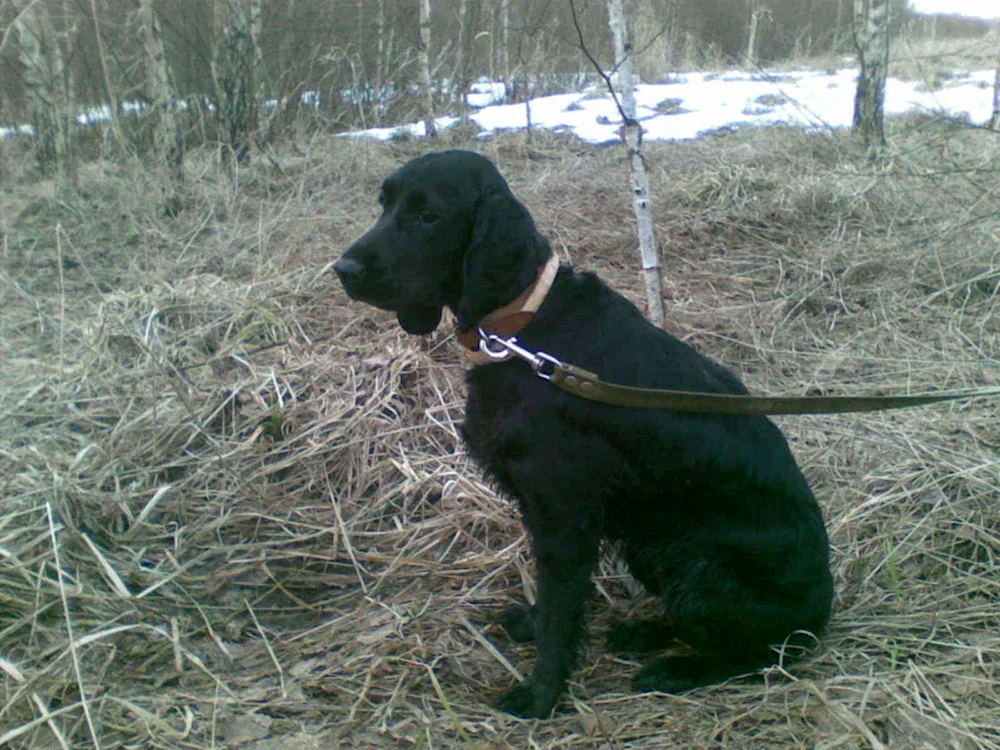 Russian hunting spaniel smooth-haired