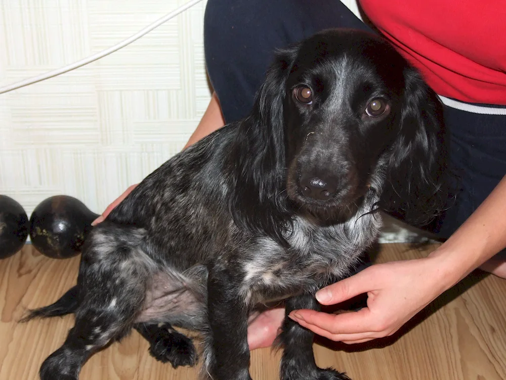 Russian hunting spaniel smooth-haired