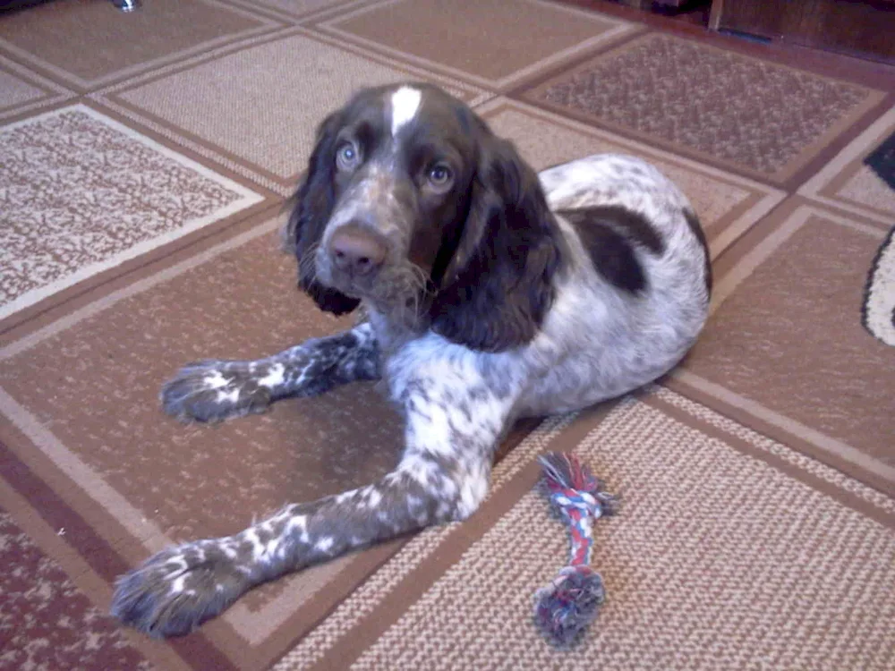 Russian hunting spaniel short-haired