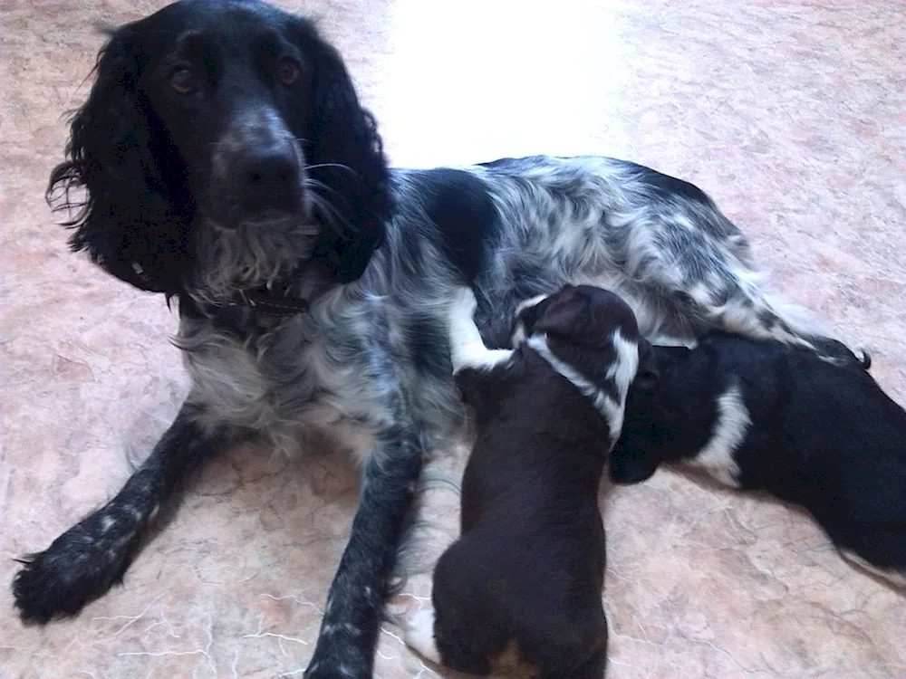 Russian hunting spaniel métis