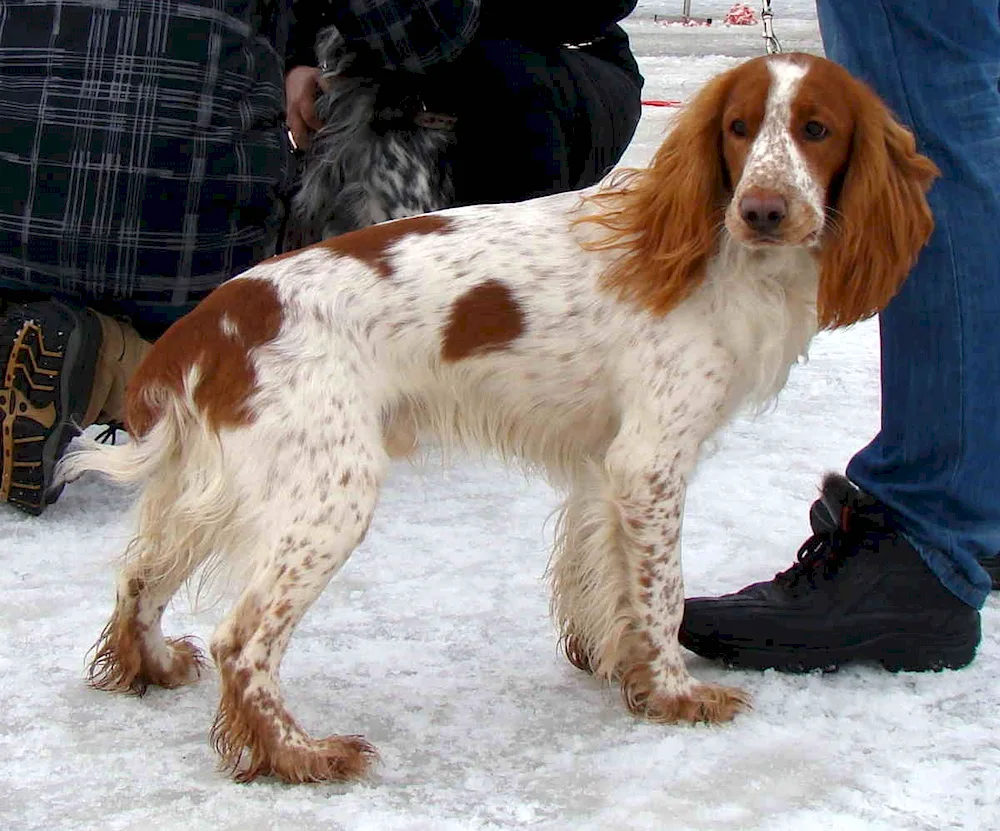 Russian hunting spaniel Peguy