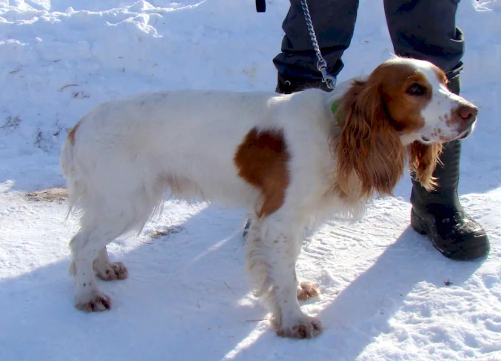 Russian hunting spaniel Peguy