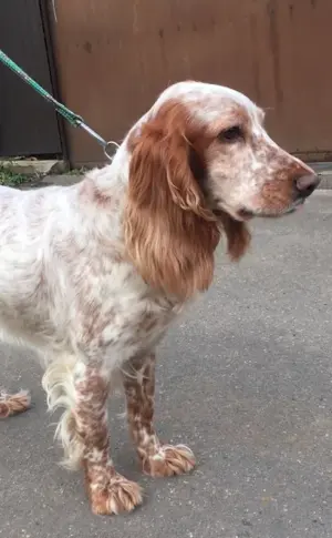 Russian hunting spaniel red Peguy