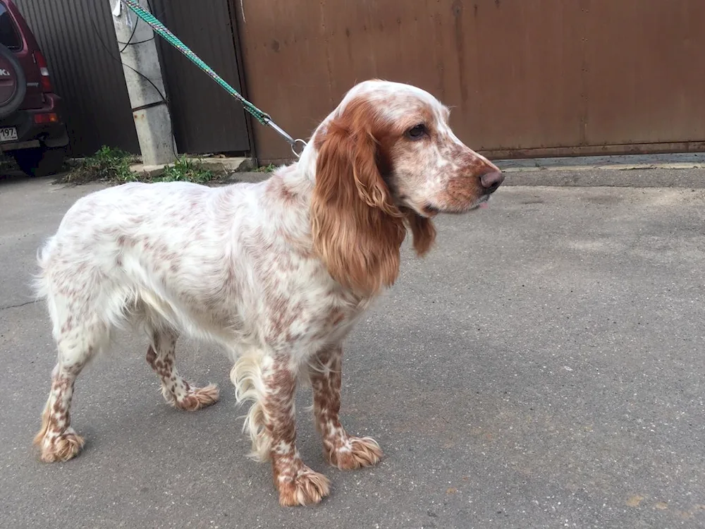 Russian hunting spaniel red Peguy