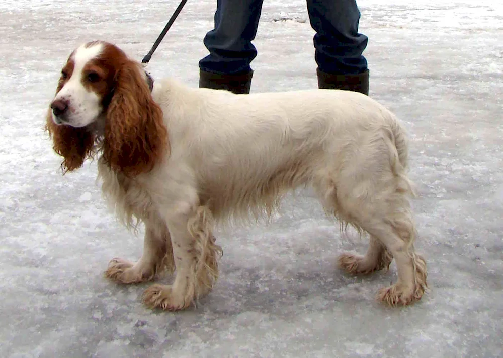 Russian hunting spaniel redheaded Peguy