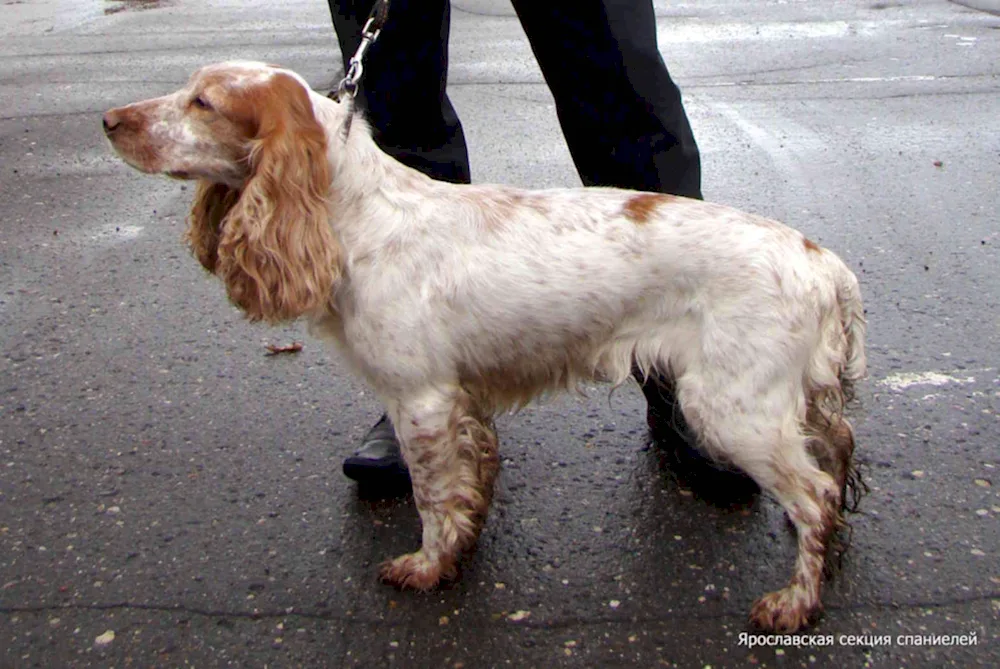 Russian hunting spaniel redheaded Peguy