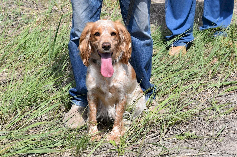 Russian hunting spaniel redheaded Peguy