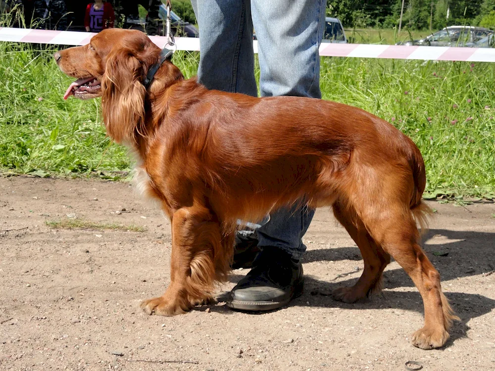 Russian hunting spaniel red