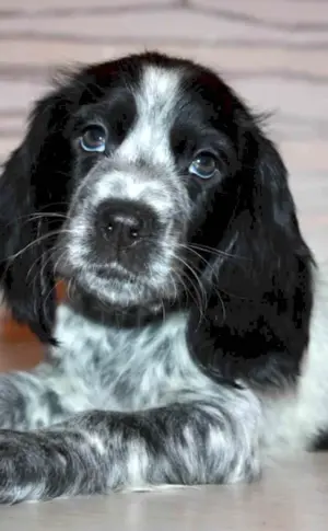 Russian hunting spaniel puppies