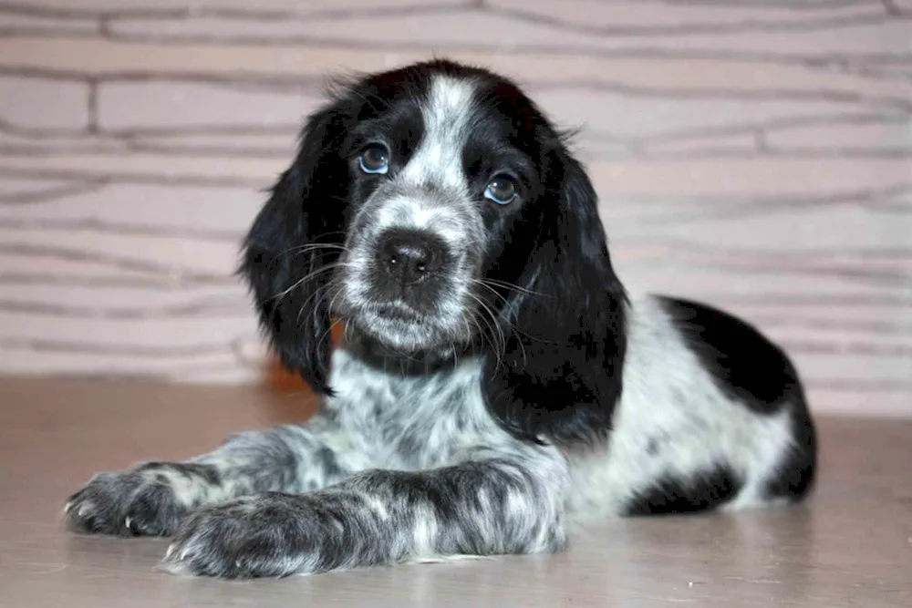 Russian hunting spaniel puppies