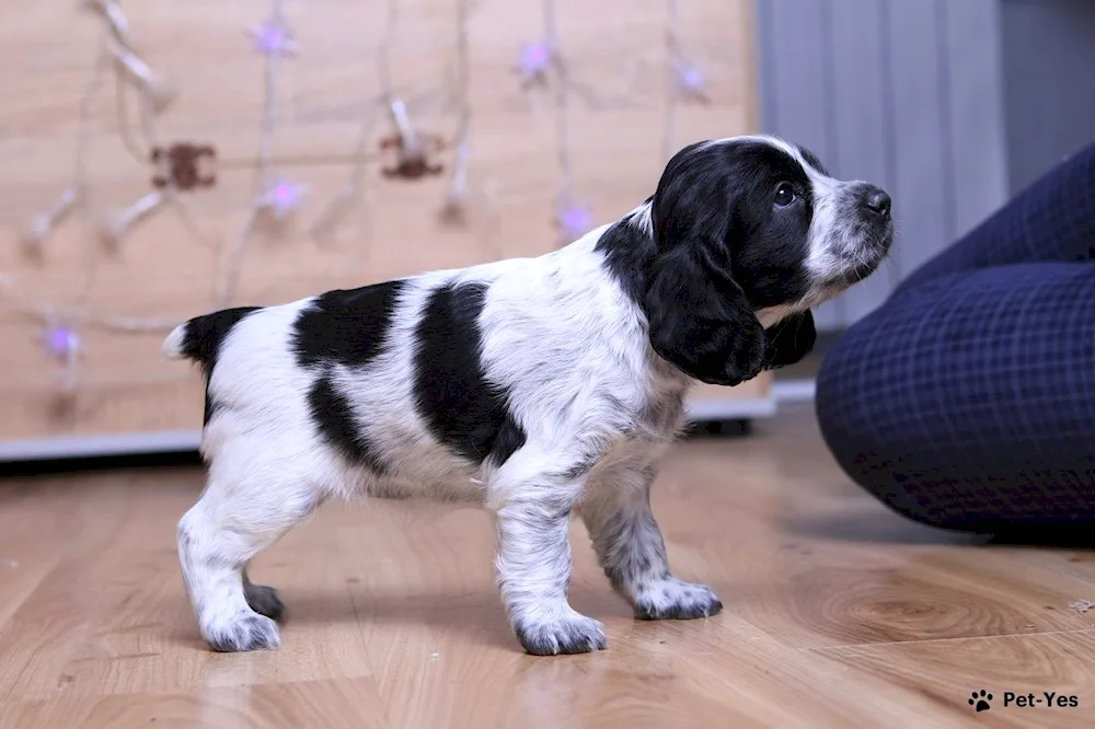 Russian hunting spaniel puppies