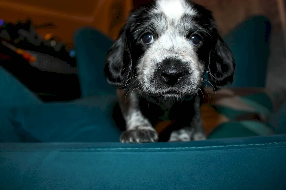 Cocker spaniel springer