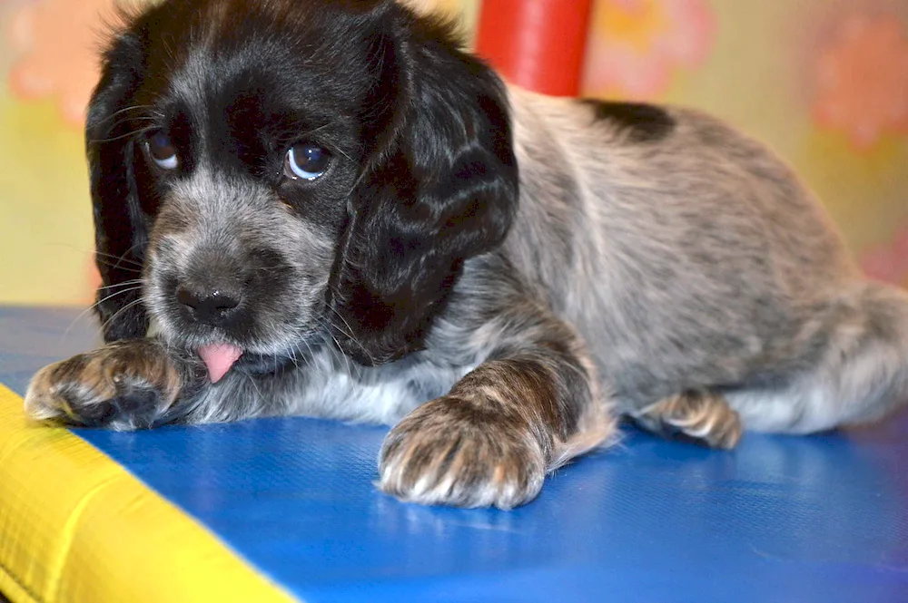 Russian hunting spaniel