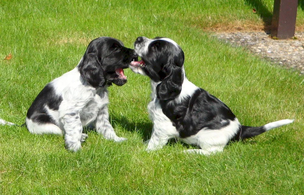 Russian Cocker spaniel. spaniel