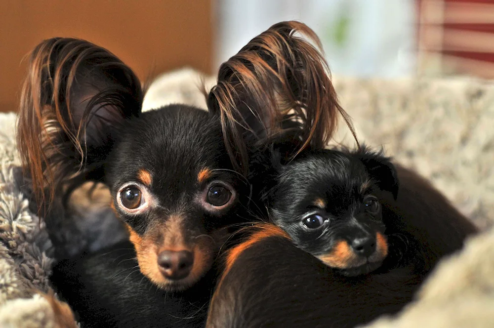 Russian Toy- Terrier