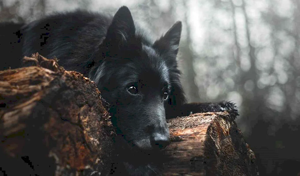 German shepherd black