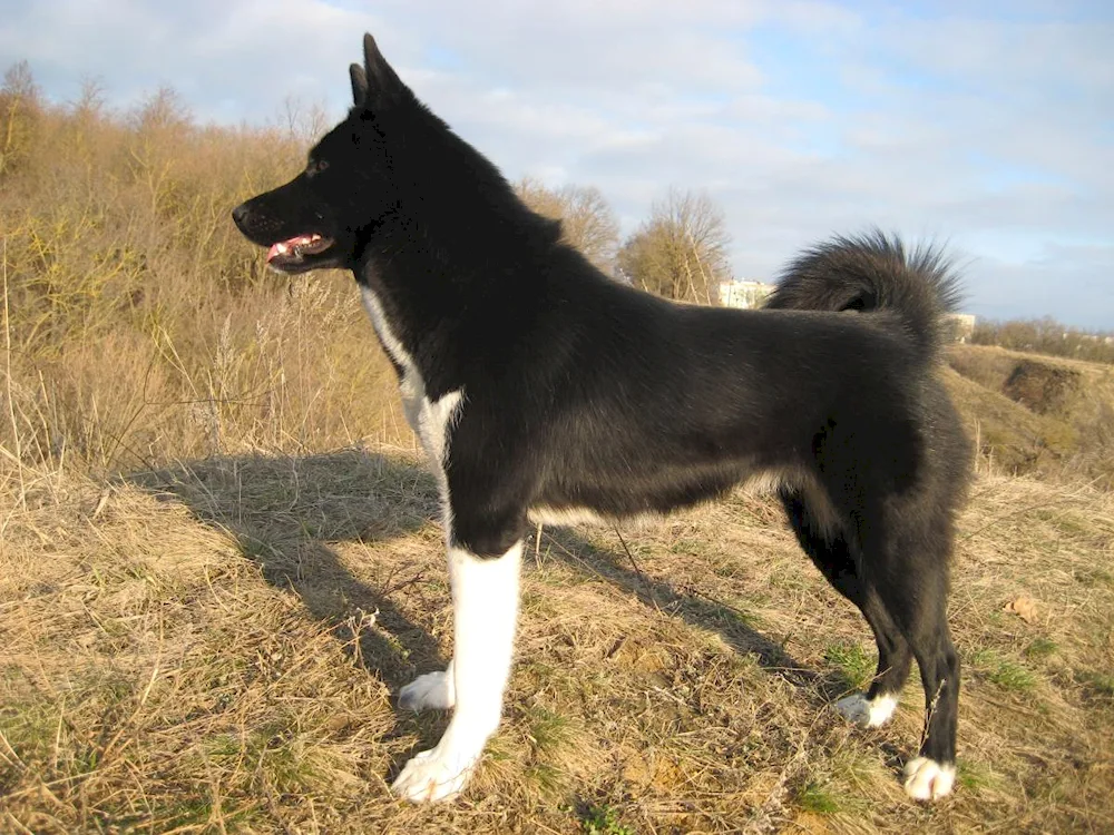 Russian-European husky black