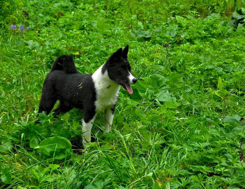 West Siberian husky