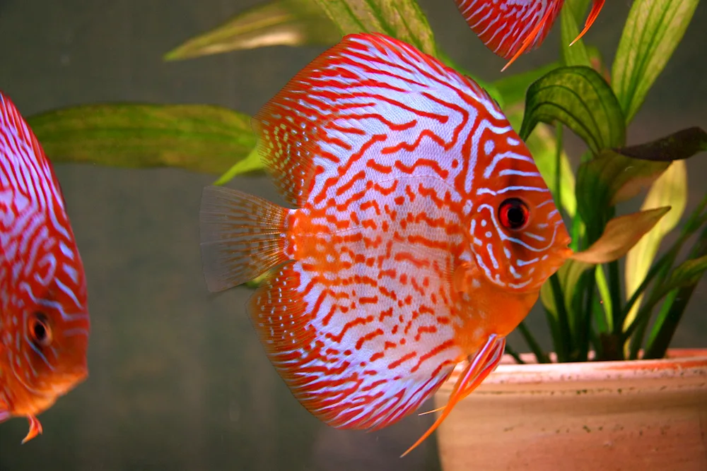 Siamese Fighting Fish