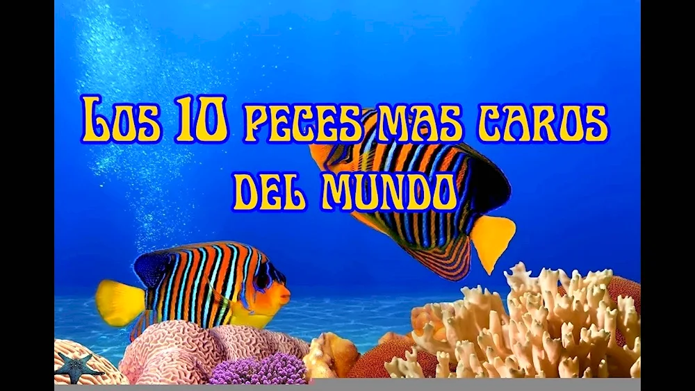 Angel Fish Imperial Souvenir